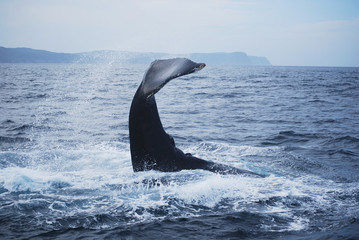 Wieloryb - obrazy, fototapety, plakaty