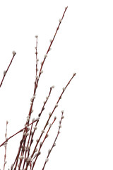 Pussy willow catkins