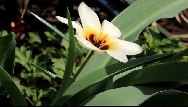 open white tulip closeup