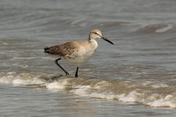 Sandwich Tern (Sterna sandvicensis) - Cumberland Is, Georgia