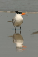 Royal Tern (Sterna maxima) - Cumberland Island Georgia