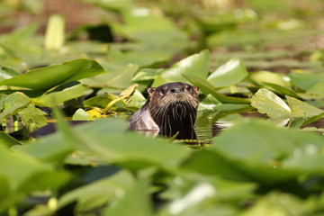 River Otter (Lontra canadensis) - Okefenokee Swamp, Georgia