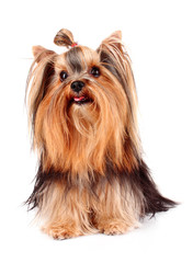 Yorkshire Terrier puppy isolated on white