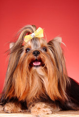 Yorkshire Terrier puppy on red background