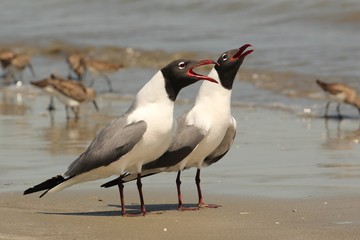 Laughing Gulls (Larus atricilla) - Cumberland Island, GA