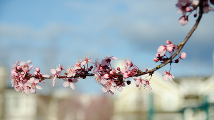 Blooming sakura in Redmond - 2011,2