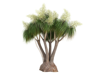 Fototapeta premium Ponytail Palm (Nolina recurvata, Beaucarnea recurvata)