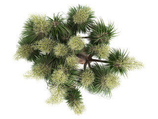 Fototapeta premium Ponytail Palm (Nolina recurvata, Beaucarnea recurvata)