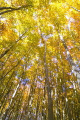 松之山の美人林