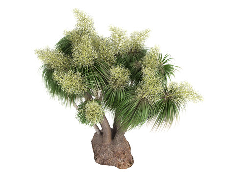 Ponytail Palm (Nolina recurvata, Beaucarnea recurvata)