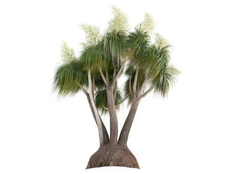 Ponytail Palm (Nolina recurvata, Beaucarnea recurvata)