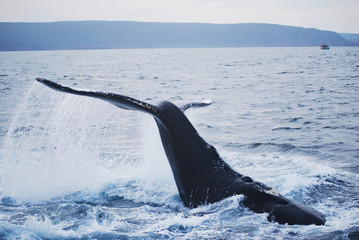 Wieloryb/ Humpback - obrazy, fototapety, plakaty