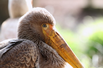 tantale ibis juvénile, mycteria ibis