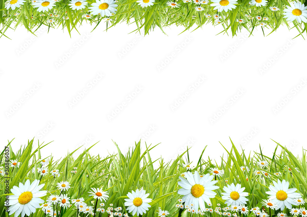 Wall mural White camomiles and green grass as a background