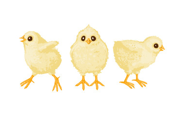 Three chickens