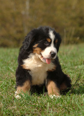 BOVARO BERNESE 40GG
