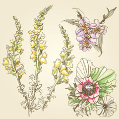 Flower Illustration - 30887259