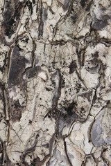 Rain tree stem texture