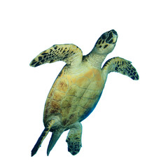 Hawksbill Sea turtle isolated on white background