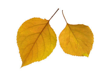 Obraz premium Leaf