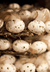 L'oeuf et les plumes