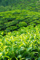 Fototapety  Plantacje herbaty w Munnar, Indie