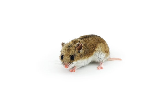 Chinese hamster