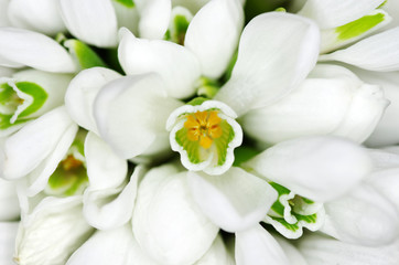 Fototapeta na wymiar snowdrop flowers