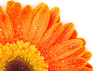 orange gerbera