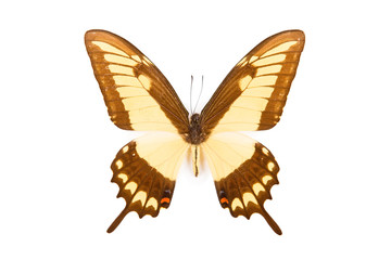 Black and yellow butterfly Papilio astyallus isolated