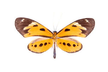 Obraz na płótnie Canvas Black and orange butterfly Athyrtis mechanitis isolated
