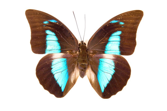 Black and blue butterfly Prepona demophon isolated