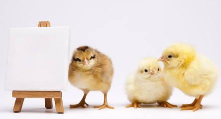 Baby chick © Sebastian Duda