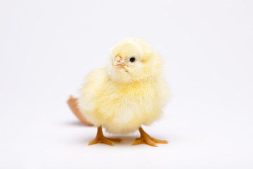 Chick