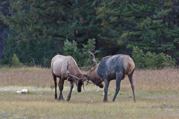 Bull Elks fighting