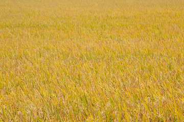 Yellow rice fields..