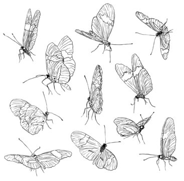 butterfly sketch collection