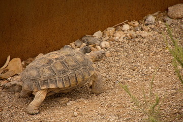 Tortoise in Desert