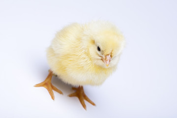 Happy Easter. Chick