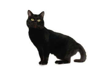 cat
