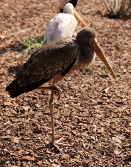 jeune tantale ibis au repos