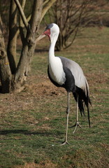 grande grue caronculée