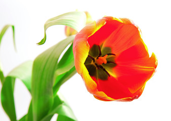red tulip
