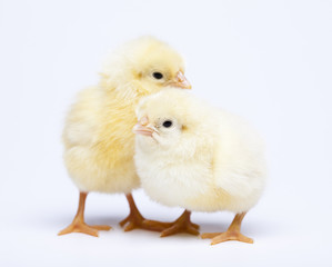 Chicks