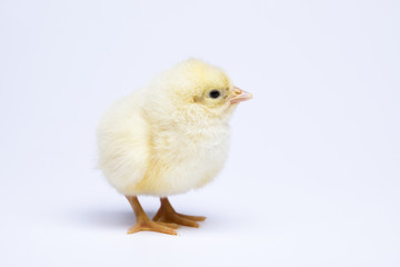 Chick