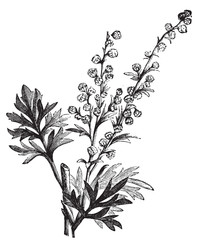 Absinthe plant, Artemisia absinthium or wormwood engraving