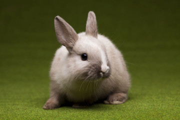 Green background and bunny