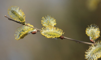 bourgeons de saule