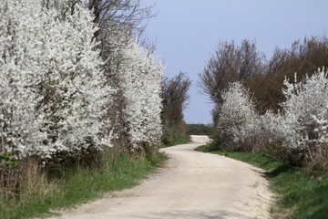 Fototapeta na wymiar sentier de randonnée fleuri