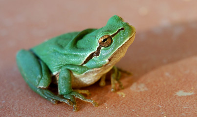 Little green frog